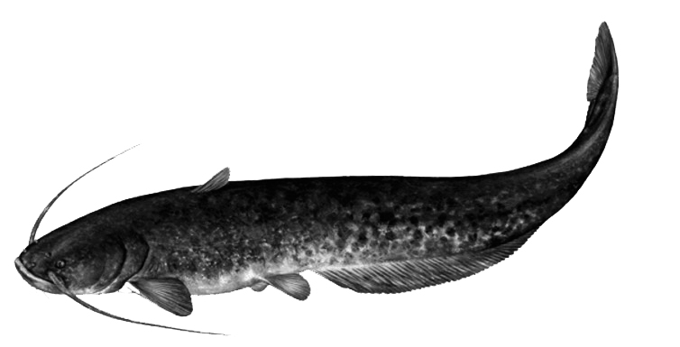 Silurus glanis_001.jpg